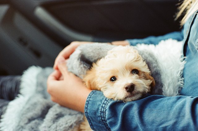 Un perro para restaurar la “confianza rota” del paciente